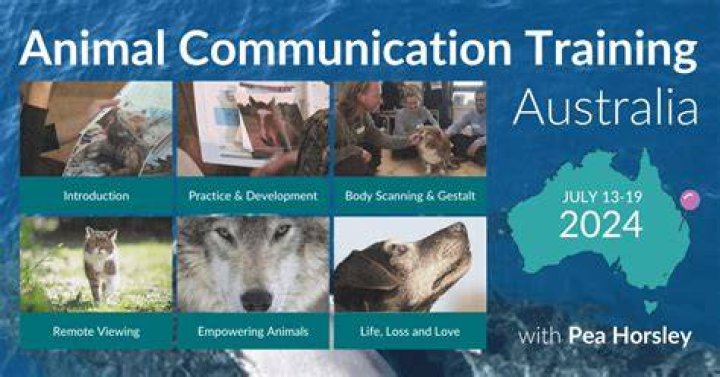 A Journey Into Animal Communication