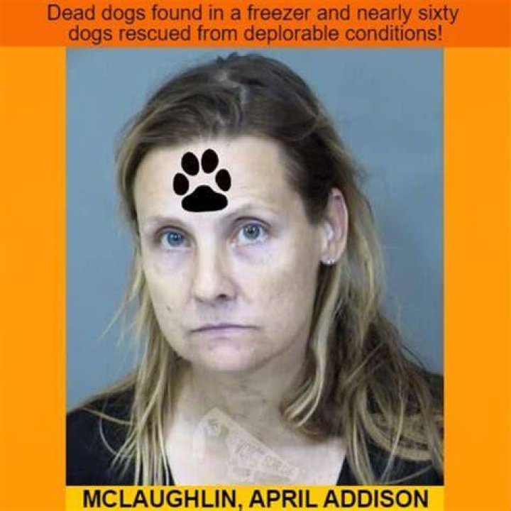 April Addison Arrested And Mugshot: Arizona Woman Detained for Dog Neglect