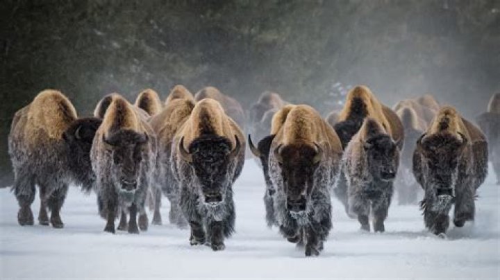 Bison walk in the snow, a 5K 360 video