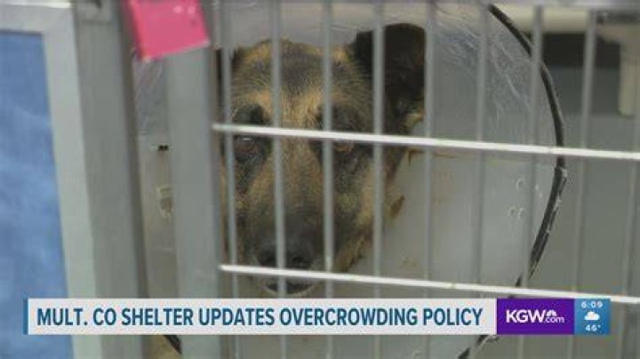 Discover Multnomah County Animal Shelter