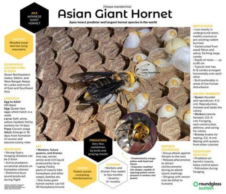Discoveries In Asian Giant Hornet Photographic Memory