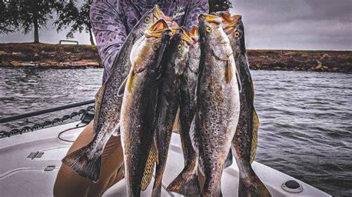 How To Catch Trout Like A Pro