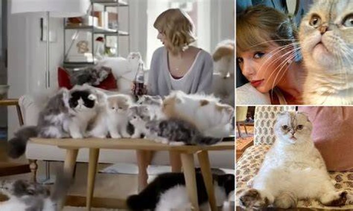 How To Choose The Purr-fect Taylor Swift Cat Name