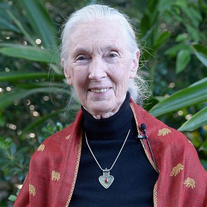 Jane Goodall- Wiki, Age, Husband, Net Worth, Height, Ethnicity