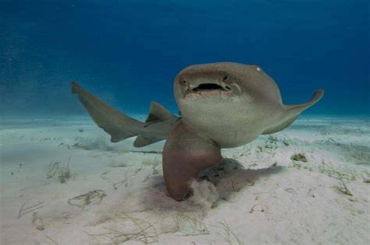 Sharks Of Destin, Florida 2023