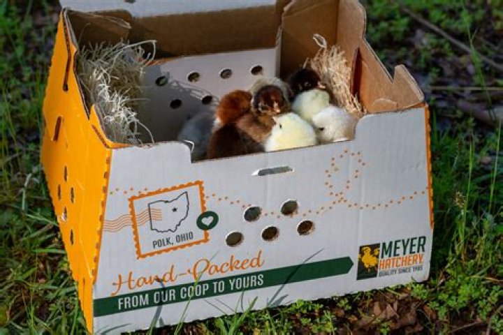 Uncover Poultry Success Secrets With Meyer's Hatchery