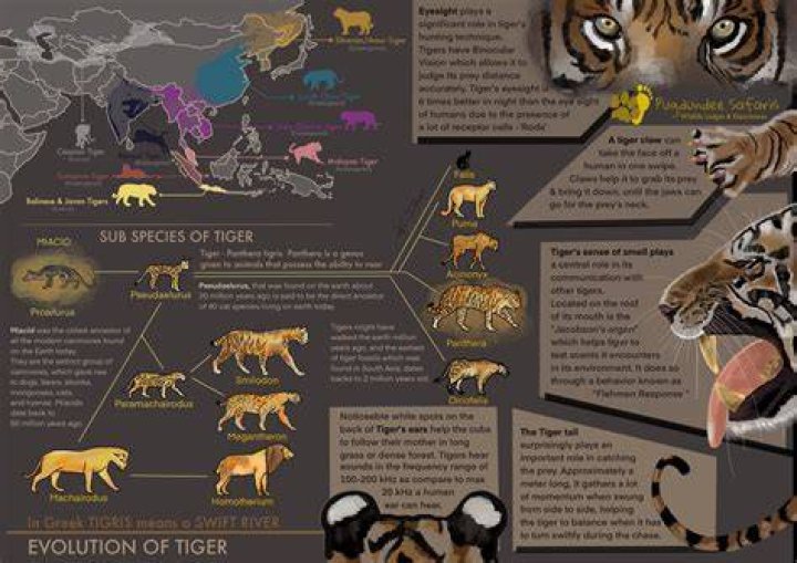 Uncovering The Evolution Of An Icon