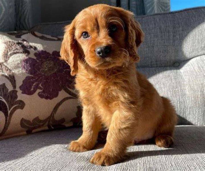 Unleash The Secrets Of The English Cocker Spaniel Golden Retriever Mix