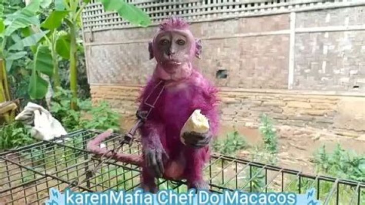 Unmasking The "Karen Mafia Monkey" Phenomenon