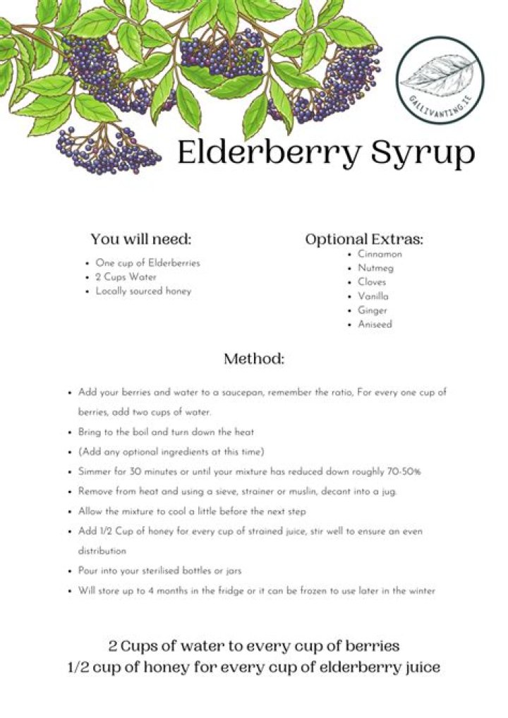Unveil The Secrets Of The Elderberry Elixir: Elderberry Bombs Recipe Revealed!
