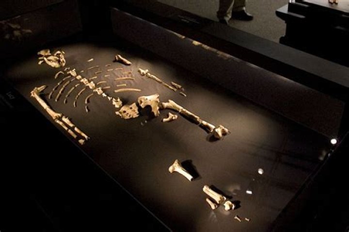 Unveiling The Age Of Lucy DeVito: Exploring Insights And Discoveries