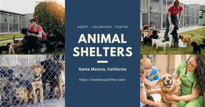Unveiling The Heart Of Santa Monica Animal Shelter: Discoveries And Insights