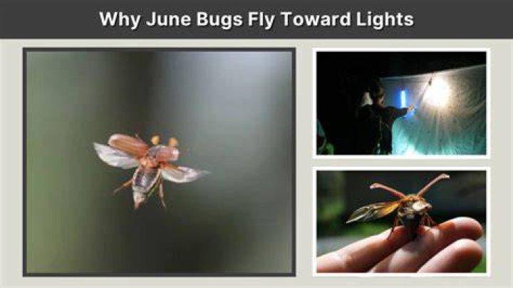 Why June Bugs Can't Fly: Unraveling The Celebrity Connection